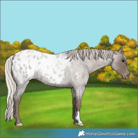 Horse Color:Silver Blue Roan Appaloosa