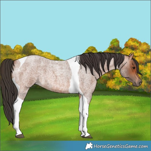 Horse Color:Bay Roan Tobiano