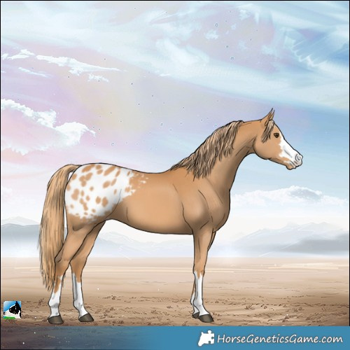 Horse Color:Chestnut Appaloosa 