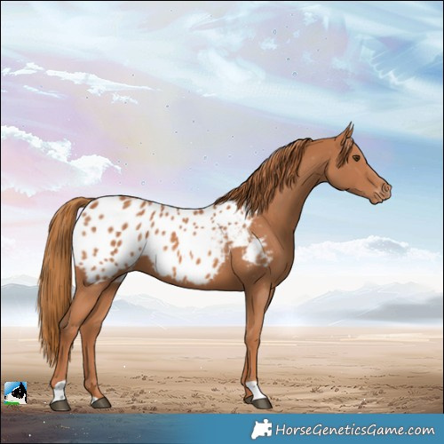 Horse Color:Chestnut Appaloosa