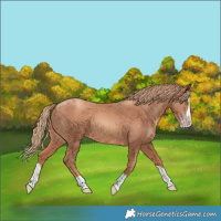 Horse Color:Gold Champagne Splash 