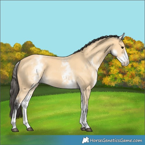 Horse Color:White Spotted Buckskin
