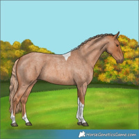 Horse Color:Red Roan Tobiano