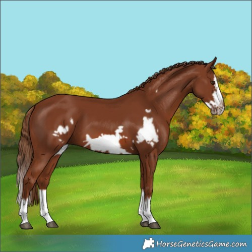 Horse Color:Chestnut Splash Frame