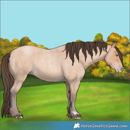 Horse Color:Amber Champagne Roan 