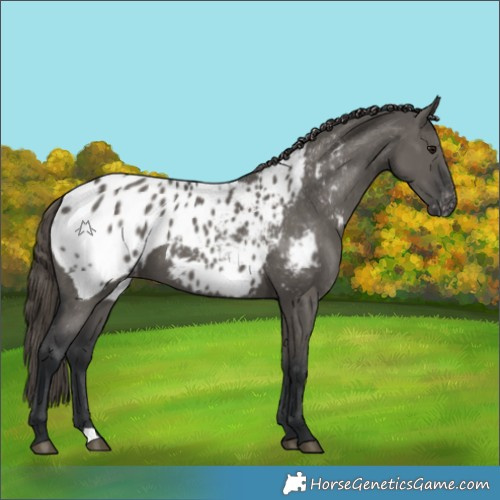 Horse Color:Grullo Appaloosa 