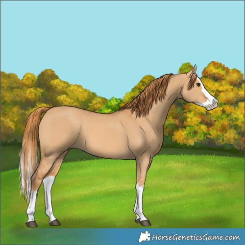 Horse Color:Red Dun Splash 