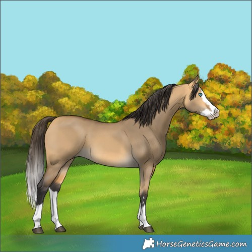 Horse Color:Buckskin Dun Splash 