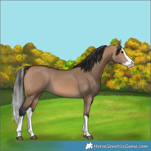 Horse Color:Bay Dun Splash