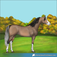 Horse Color:Bay Dun Splash