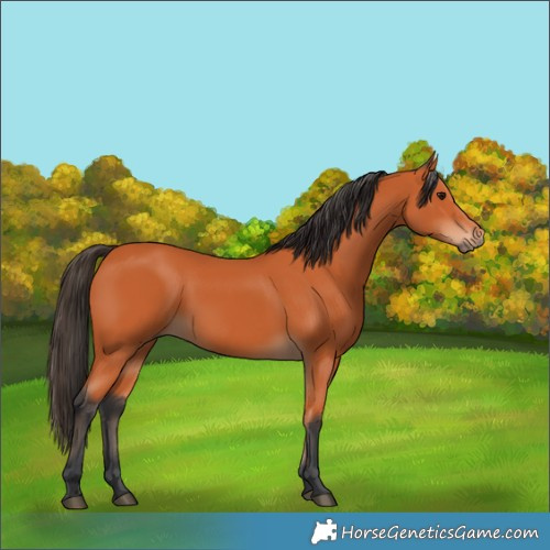 Horse Color:Bay 