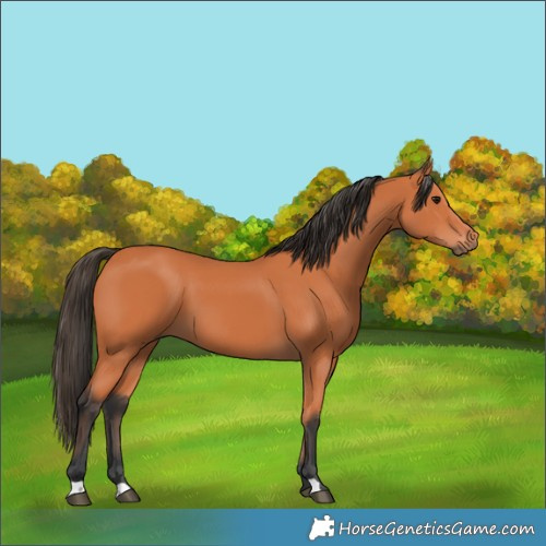 Horse Color:Bay 