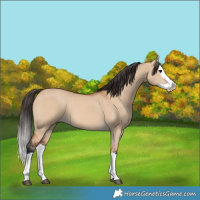 Horse Color:Bay Dun Splash