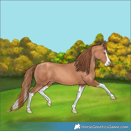 Horse Color:Gold Champagne Splash 