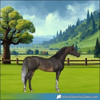 Horse Color:Buckskin Tobiano