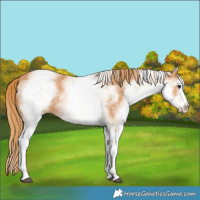 Horse Color:White Spotted Chestnut 