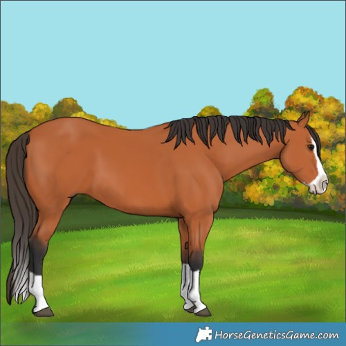 Horse Color:Bay Splash 