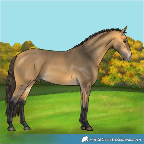 Horse Color:Buckskin