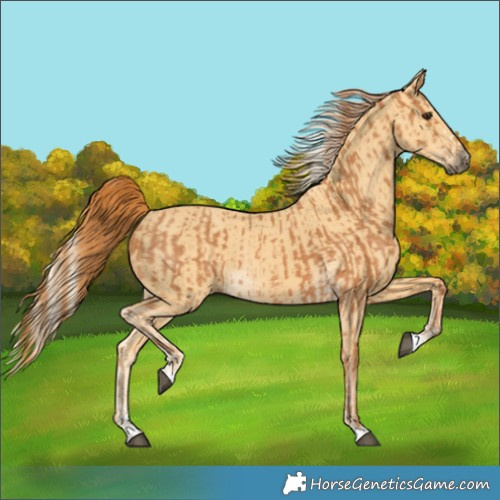 Horse Color:Chestnut  and Palomino 