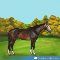 Horse Color:Gray Bay