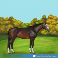 Horse Color:Gray Bay