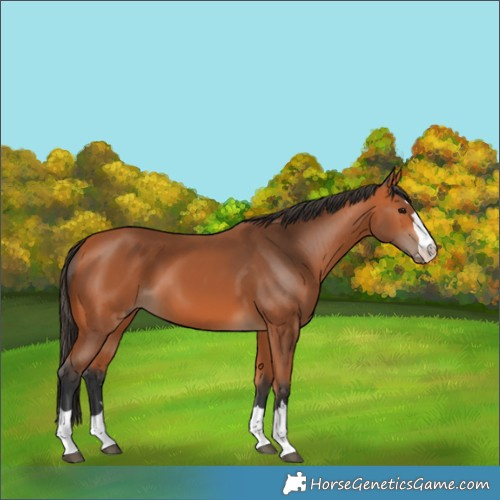 Horse Color:Bay 