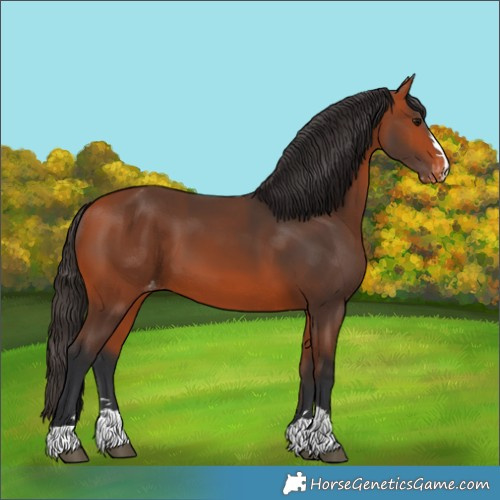 Horse Color:Bay Appaloosa 