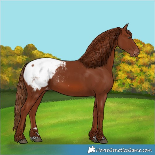 Horse Color:Chestnut Appaloosa 