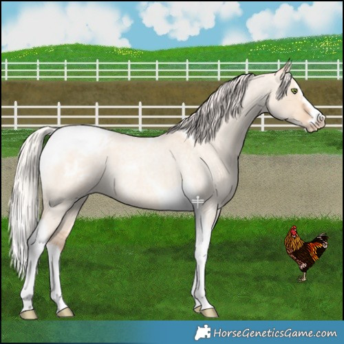 Horse Color:Silver Amber Champagne Roan Dun Splash Tobiano Frame Varnish Rabicano 