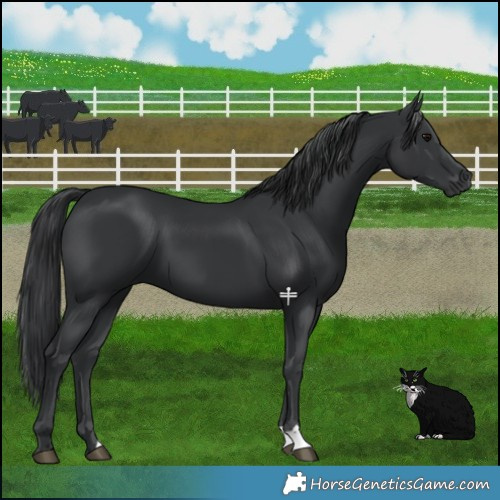 Horse Color:Black 