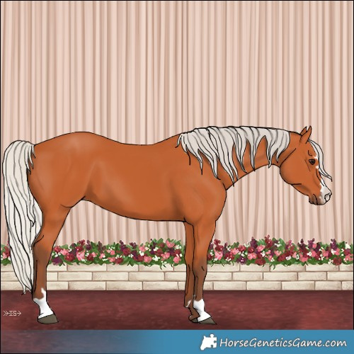 Horse Color:Silver Bay 