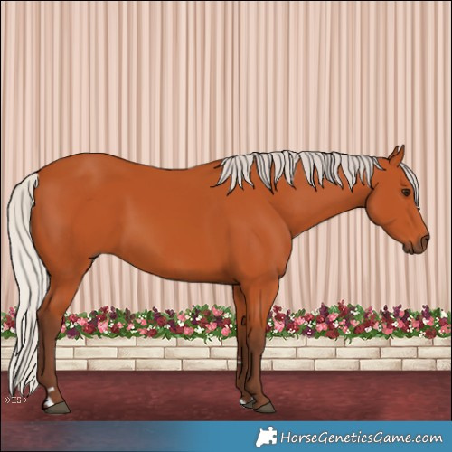 Horse Color:Silver Bay 