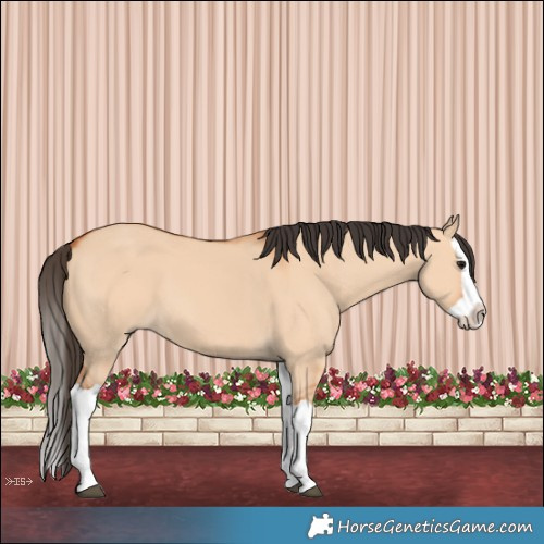 Horse Color:Bay Dun Splash 