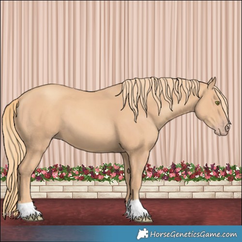 Horse Color:Gold Champagne 