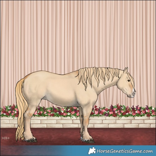 Horse Color:Red Dun Splash 