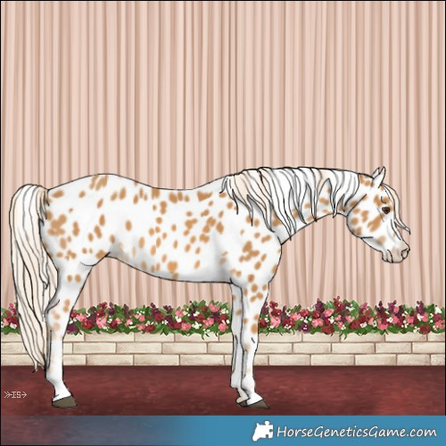 Horse Color:Palomino Appaloosa 