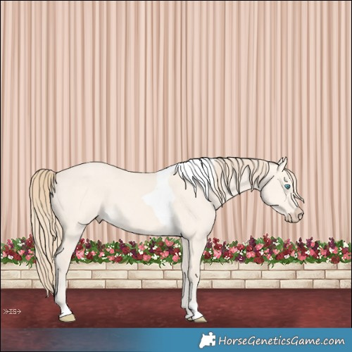 Horse Color:Perlino Dun Tobiano