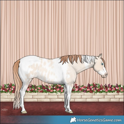 Horse Color:Gold Champagne Roan Dun Splash Tobiano Frame Appaloosa Rabicano 