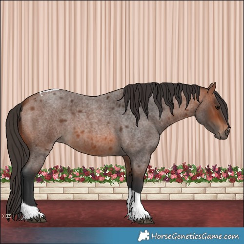 Horse Color:Bay Roan Tobiano 