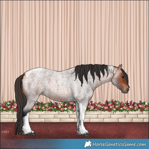 Horse Color:Bay Roan Tobiano 