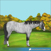 Horse Color:Blue Roan Splash 