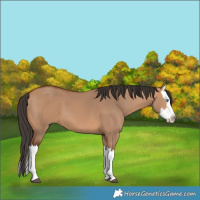 Horse Color:Bay Dun Splash 