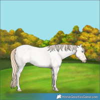 Horse Color:Perlino Roan Dun 