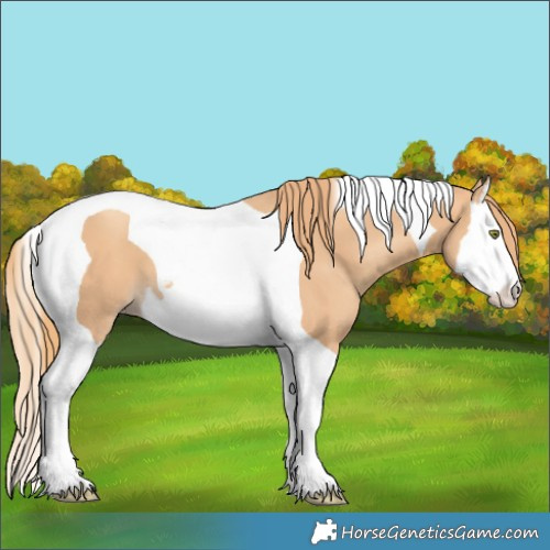 Horse Color:Gold Champagne Splash Tobiano 