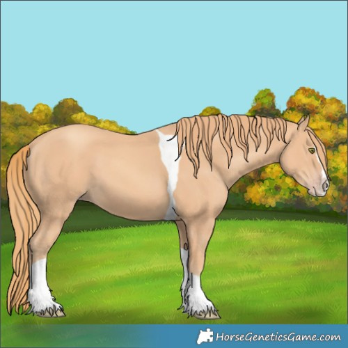 Horse Color:Gold Champagne Splash Tobiano 