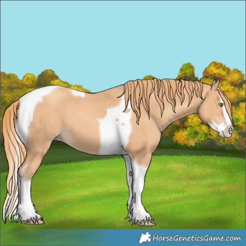 Horse Color:Gold Champagne Splash Tobiano 