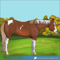 Horse Color:Chestnut Splash Tobiano 