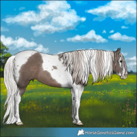 Horse Color:Silver Black Splash Tobiano 