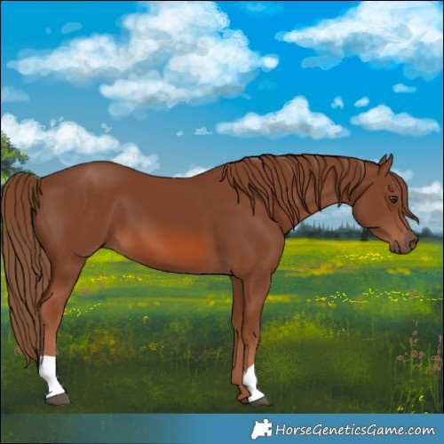 Horse Color:Chestnut 