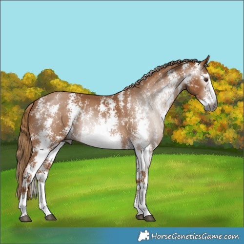 Horse Color:Gray Chestnut Sabino